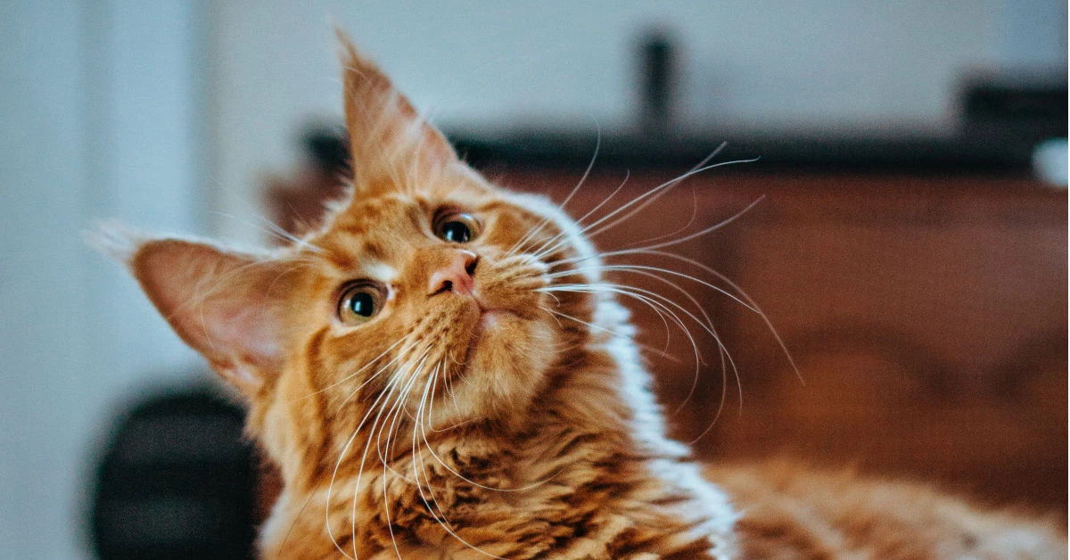 Curious orange tabby cat