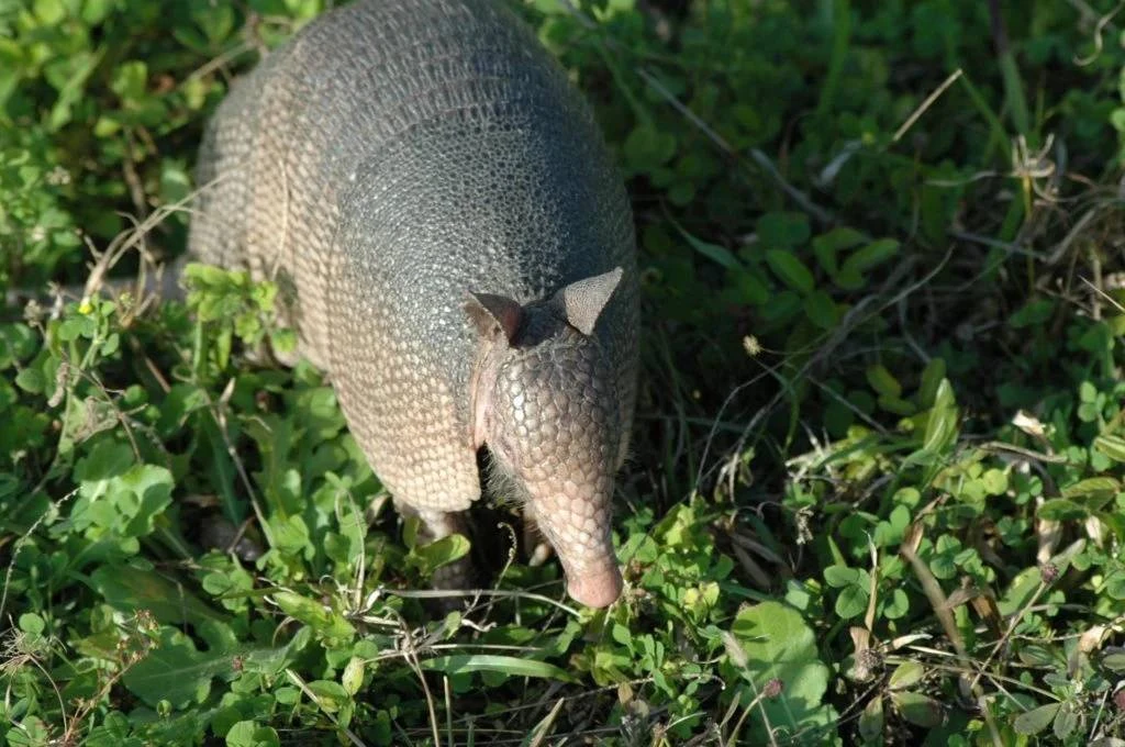 Armadillo related diseases
